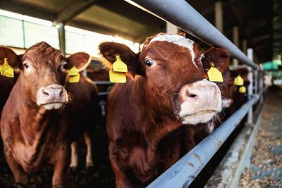 October Live Cattle Futures Just Hit a Three-Week High. A Buying Opportunity May Be in Sight.